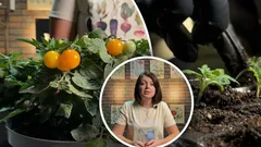 Tomatoes in Winter Are Possible: Expert Reveals Tricks for a Windowsill Harvest